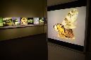 Wasp_exhibition__DSC3442